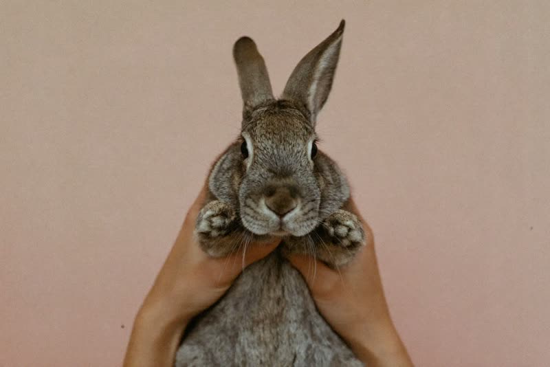 Hands gently holding a rabbit