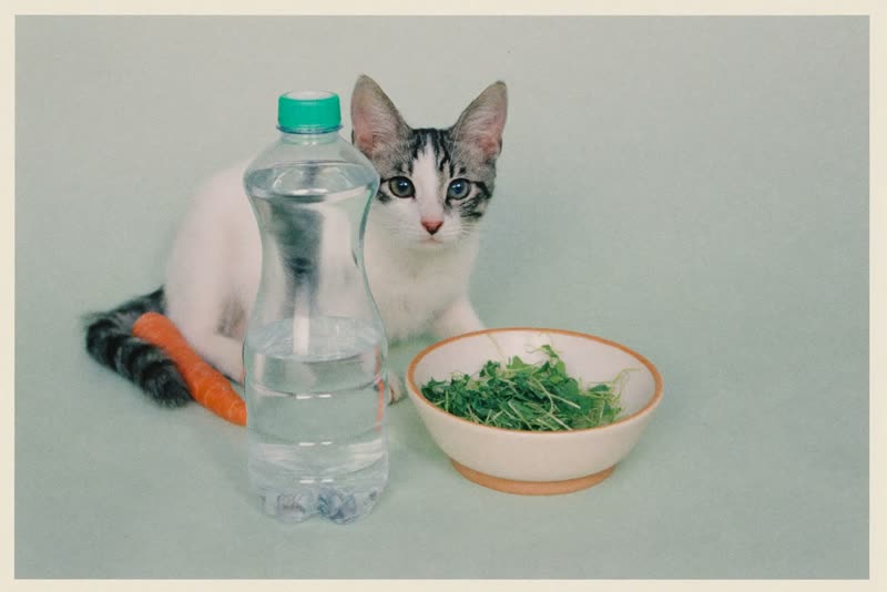 A water bottle, greens and hay laid out ready