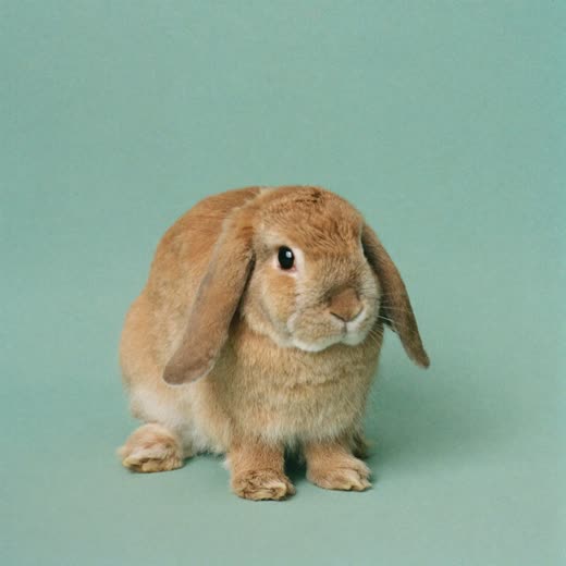 A rabbit sitting calmly, photographed close up